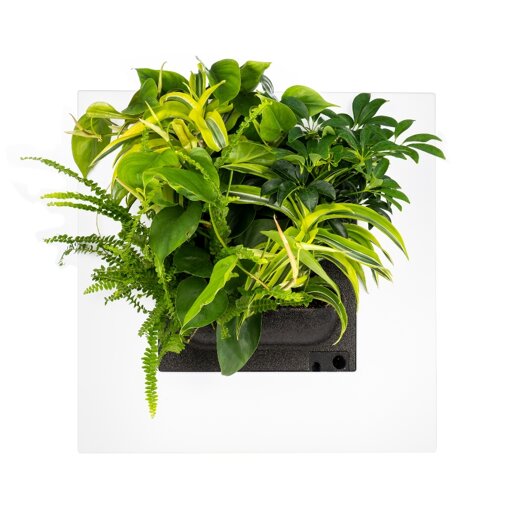 Mobilane LivePicture Go wit met kamerplanten